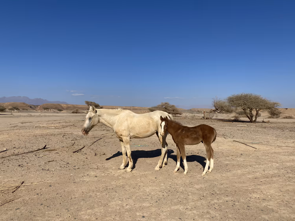 Al Khuraiba & Sharma - 00.2_AK-00.jpg