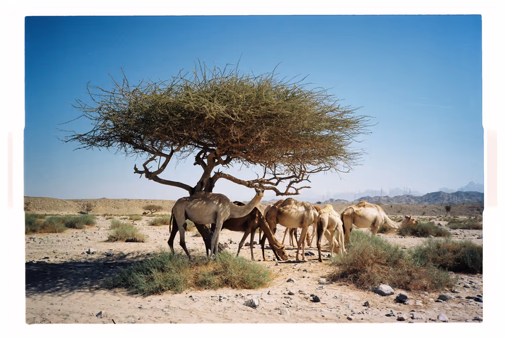 Al Muweila - 00.1_AM-00.jpg