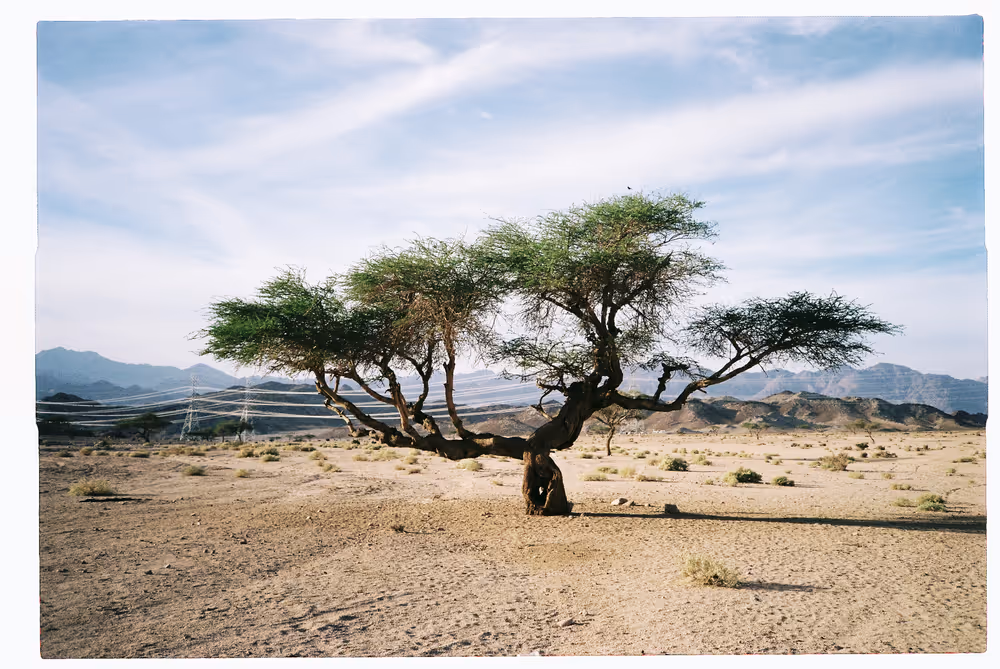 Al Sharaf - 00.1_AS-00.jpg